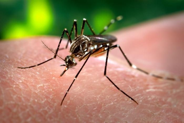 Aedes aegypti mosquito, a dengue carrier